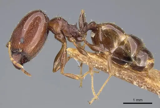 Pheidole capensis - CASENT0922192