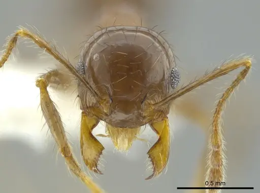Pheidole capillata specimen