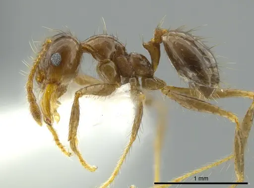 Pheidole capillata specimen
