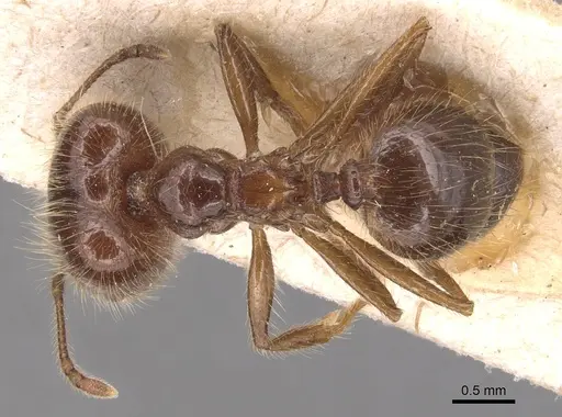 Pheidole capillata - CASENT0904368