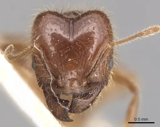 Pheidole capillata - CASENT0904368