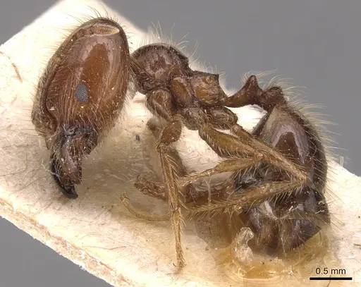 Pheidole capillata - CASENT0904368