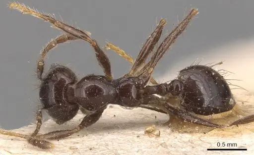 Pheidole capillata - CASENT0904369