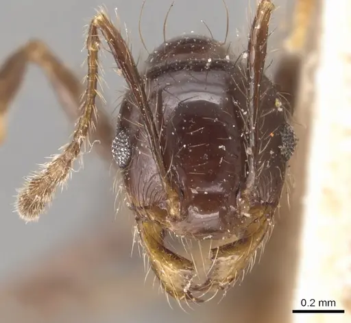 Pheidole capillata - CASENT0904369