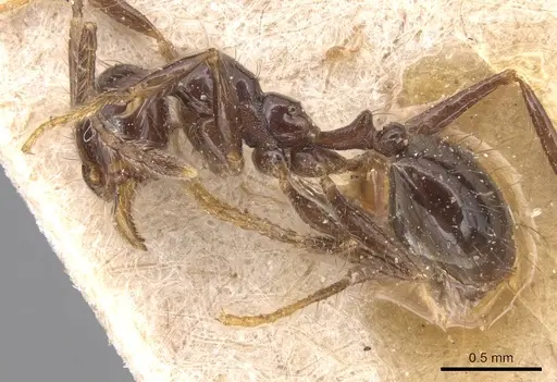 Pheidole capillata - CASENT0904369