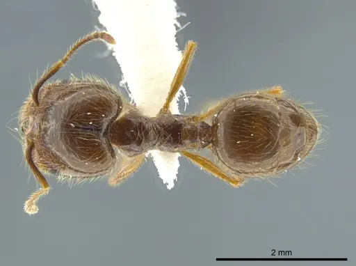Pheidole capillata - JTLC000016338