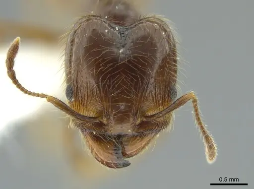 Pheidole capillata - JTLC000016338