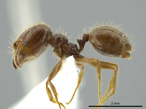 Pheidole capillata - JTLC000016338