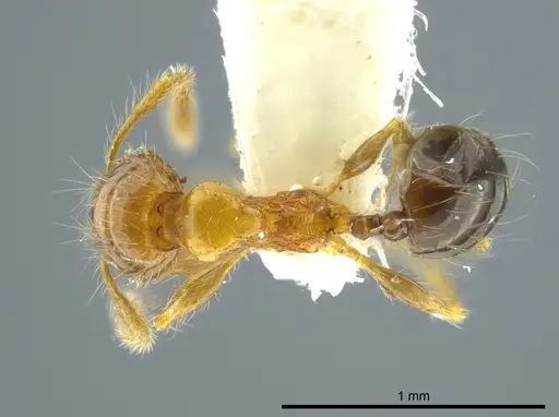 Pheidole caracalla specimen