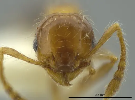 Pheidole caracalla specimen