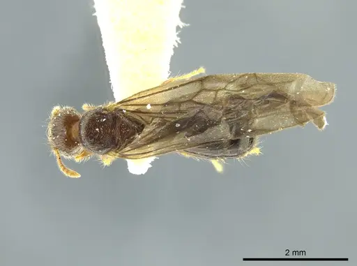 Pheidole caracalla - CASENT0624242