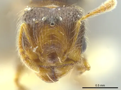 Pheidole caracalla - CASENT0624242