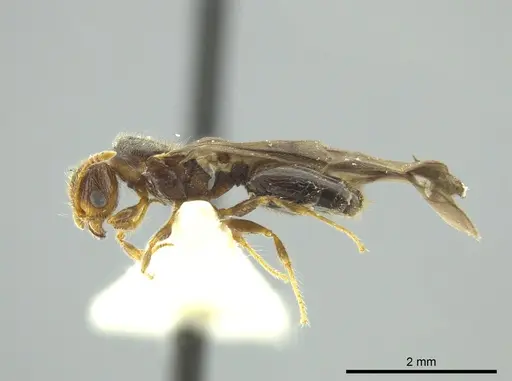 Pheidole caracalla - CASENT0624242