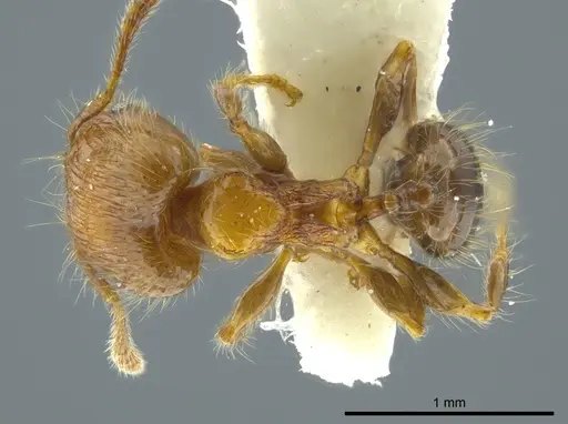 Pheidole caracalla - JTLC000016339