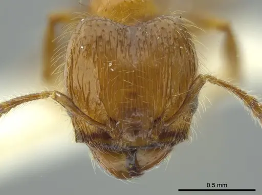 Pheidole caracalla - JTLC000016339