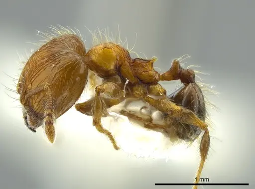 Pheidole caracalla - JTLC000016339