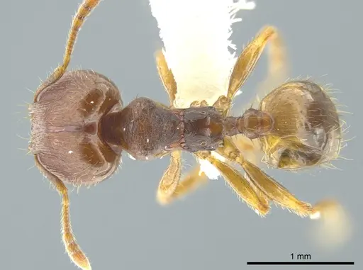Pheidole carapuna specimen