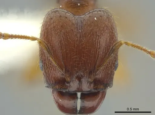 Pheidole carapuna specimen
