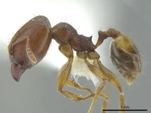 Pheidole carapuna specimen