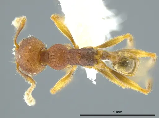 Pheidole carapuna - CASENT0612023