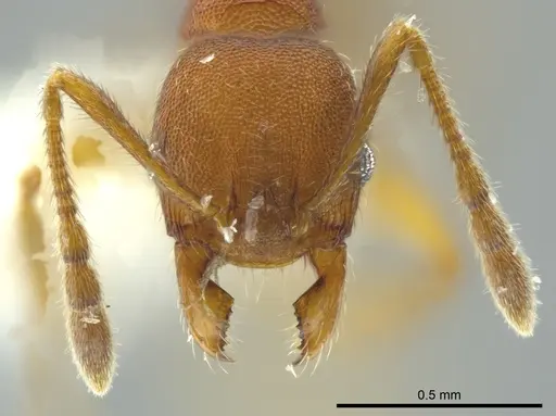 Pheidole carapuna - CASENT0612023
