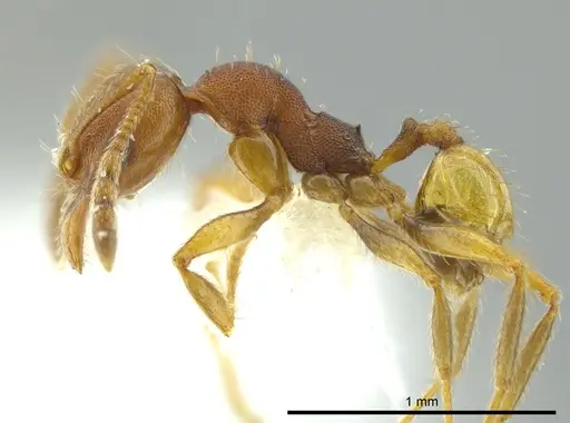 Pheidole carapuna - CASENT0612023