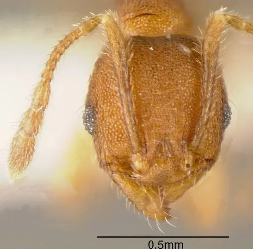 Pheidole carapuna - CASENT0635448
