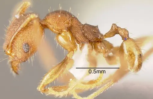 Pheidole carapuna - CASENT0635448