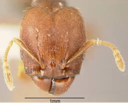 Pheidole carapuna - INBIOCRI002279593