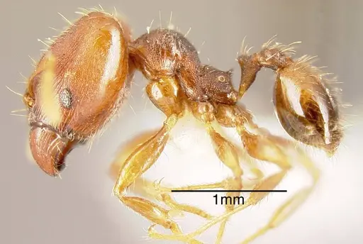 Pheidole carapuna - INBIOCRI002279593