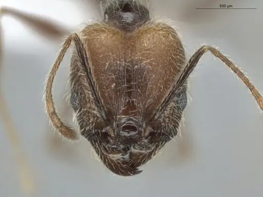 Pheidole cardinalis specimen