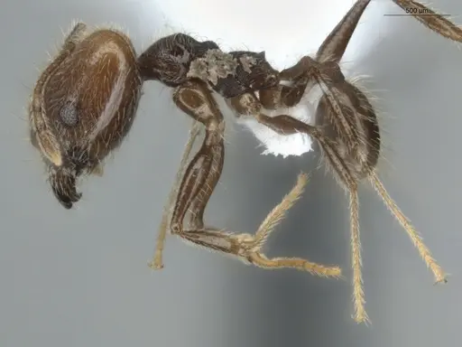 Pheidole cardinalis specimen
