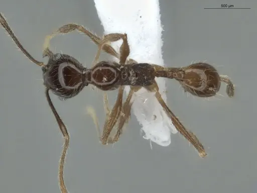 Pheidole cardinalis - ECOFOG-MI15-0420-36