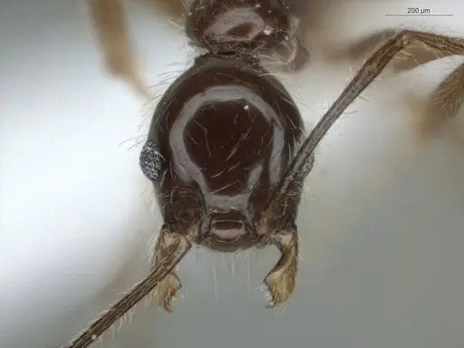 Pheidole cardinalis - ECOFOG-MI15-0420-36
