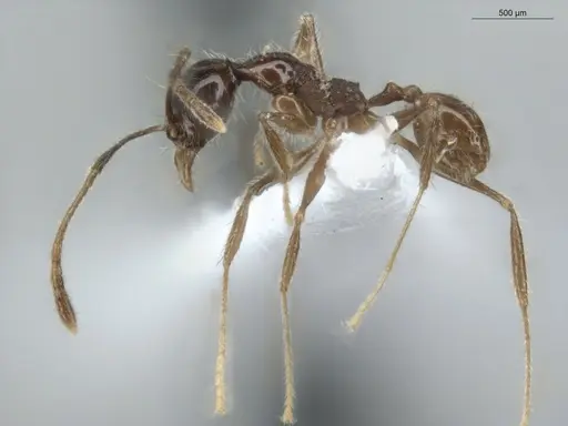 Pheidole cardinalis - ECOFOG-MI15-0420-36