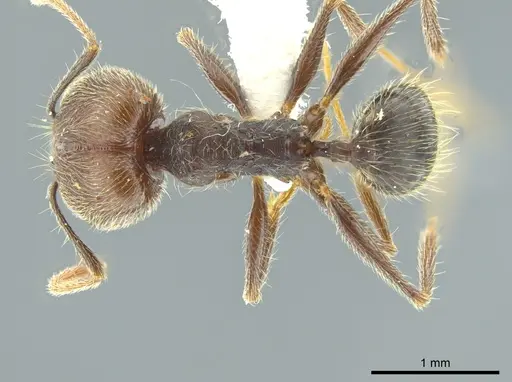 Pheidole caribbaea specimen