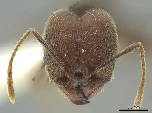 Pheidole caribbaea specimen