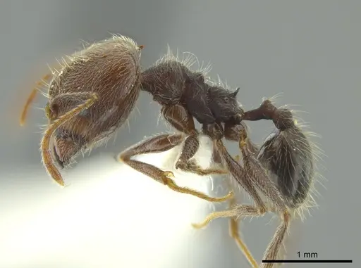 Pheidole caribbaea specimen