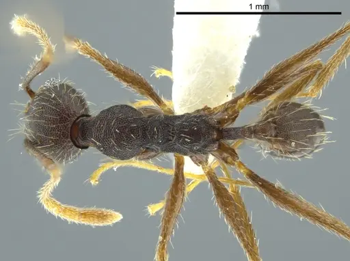 Pheidole caribbaea - JTLC000009996