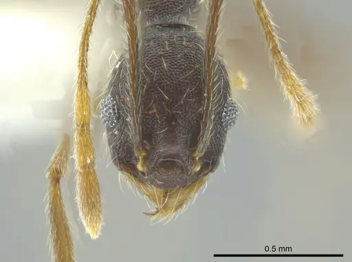 Pheidole caribbaea - JTLC000009996