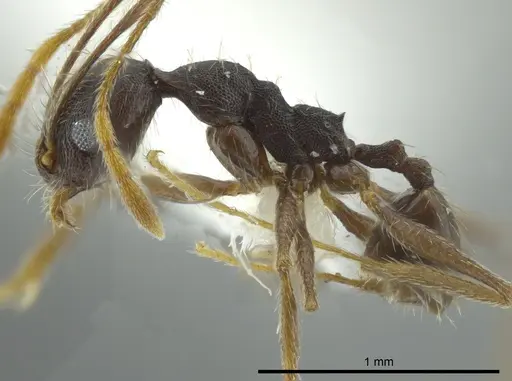Pheidole caribbaea - JTLC000009996