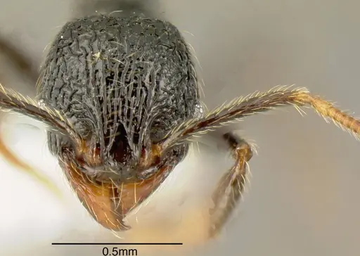 Pheidole carinata specimen