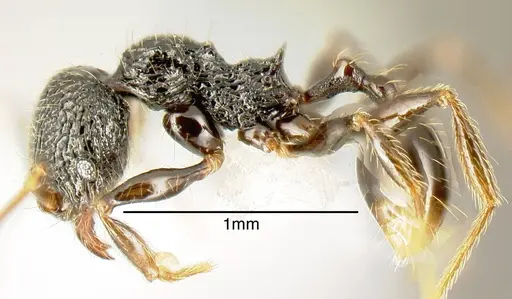 Pheidole carinata specimen