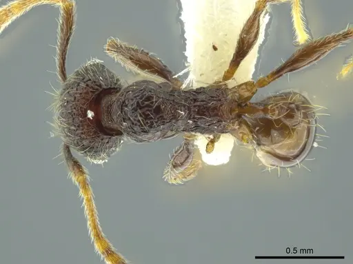 Pheidole carinata - INBIOCRI002279947