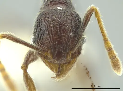 Pheidole carinata - INBIOCRI002279947