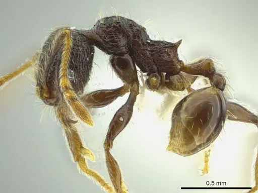 Pheidole carinata - INBIOCRI002279947