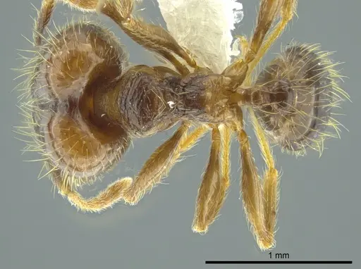 Pheidole carinata - INBIOCRI002279948