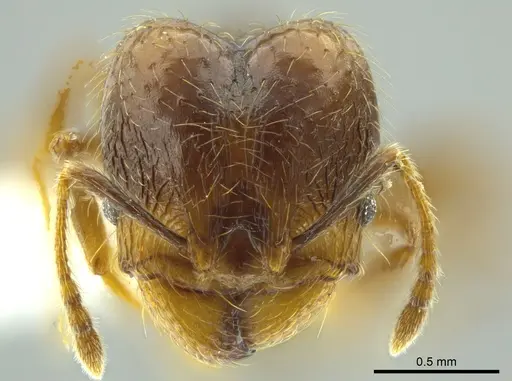 Pheidole carinata - INBIOCRI002279948