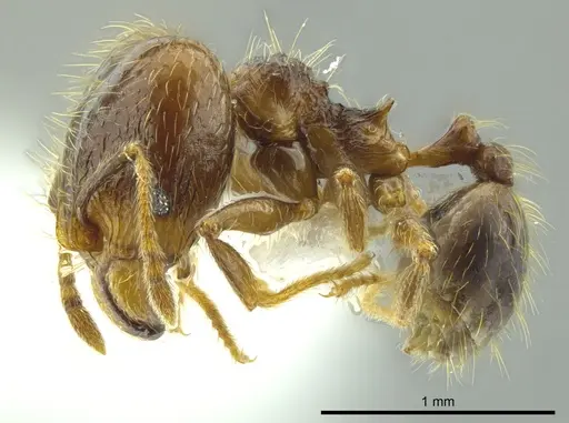 Pheidole carinata - INBIOCRI002279948