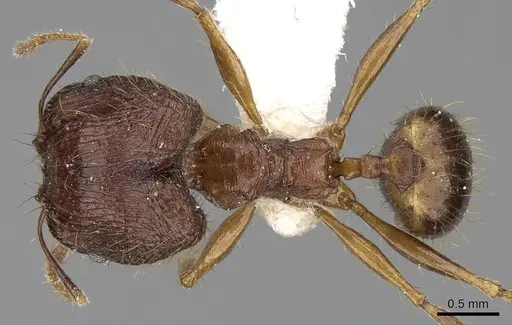Pheidole cariniceps specimen